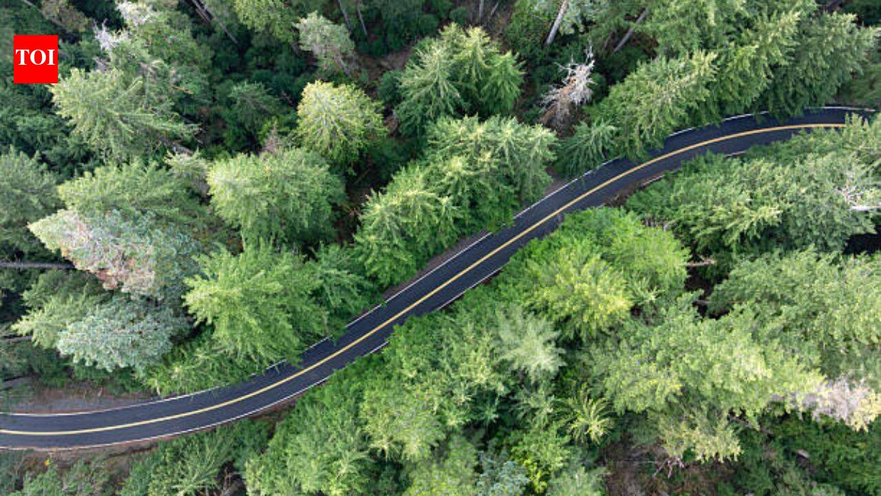 A $5.5M Portland power project could remove 400 trees from Forest Park while powering over 55,000 homes; the deal has split conservation groups