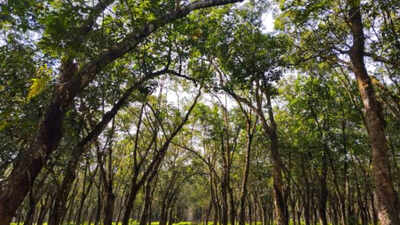 Trees have their own version of muscles: Scientists discover how they sense a tilt and straighten themselves, a lesson in how nature finds its balance