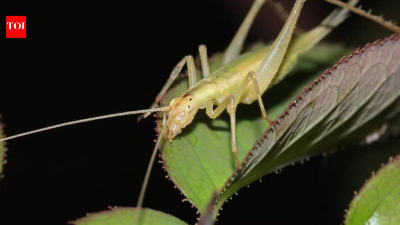 Scientists use AI to recreate insect calls from Jurassic; some communicated above human hearing
