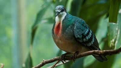 A pigeon with a ‘bleeding heart’ has returned after 20 years: Rare Philippine bird spotted in 2026, but why its comeback may not be good news