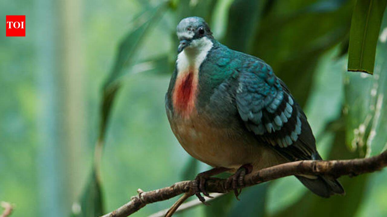 A pigeon with a ‘bleeding heart’ has returned after 20 years in Philippines, but its comeback may not be good news