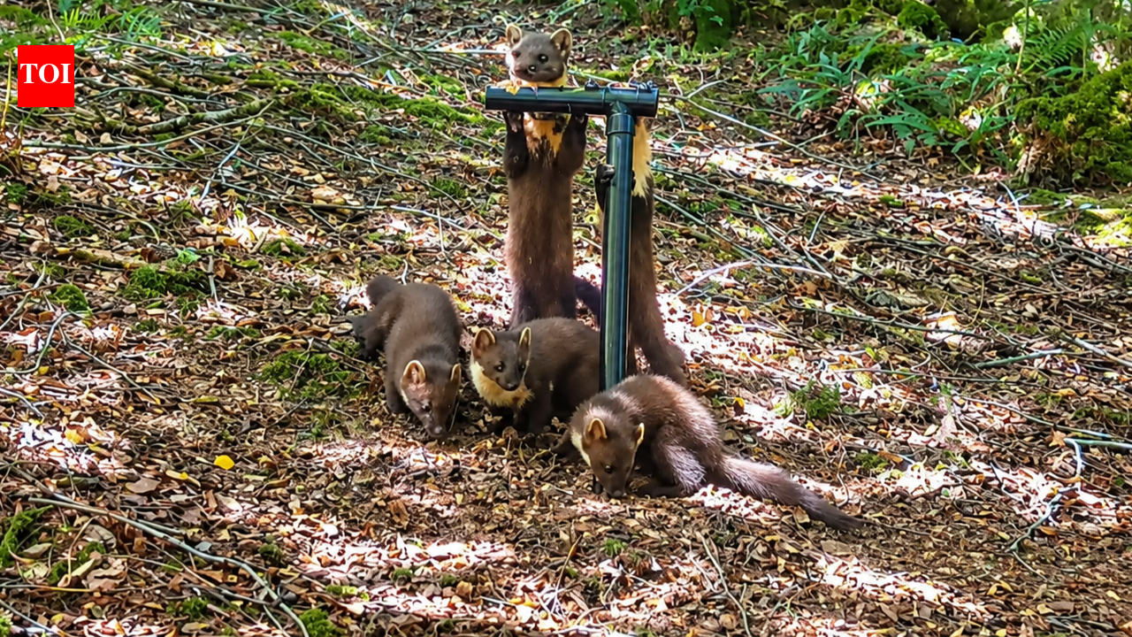 Pine martens vanished from England for a century; locals helped bring them back, now 4 kits spotted