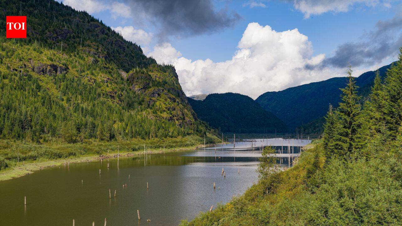Floating forest vanishes, reappears 30 km away with wildlife still aboard
