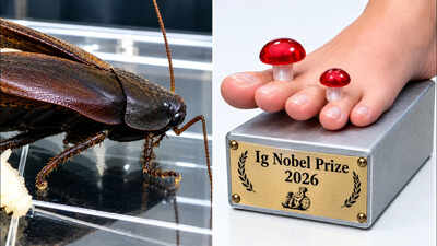Scientists studied cockroach milk and won an Ig Nobel Prize for it; crystals inside contain a dense store of nutrients