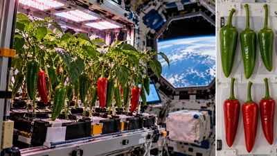 In 2021, Nasa grew Hatch chile peppers in microgravity; after 137 days, the plants produced 26 peppers with unusually straight stems