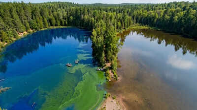 AI Representation: Algal growth in Peter Lake during a 2024 whole-lake experiment