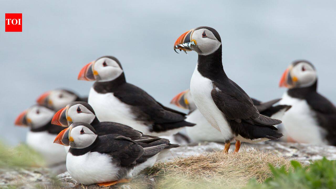Rat-free Lundy sees puffin numbers soar as more than 40,000 seabirds return