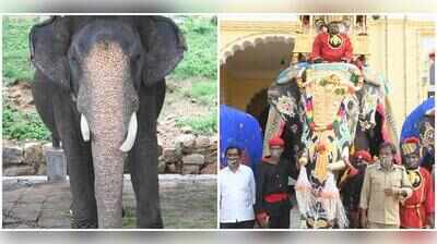 After six golden howdah runs, Abhimanyu elephant gets special nod for final Jamboo Savari