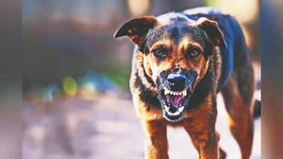 Dog bite ordeal doesn’t end with rabies prophylaxis
