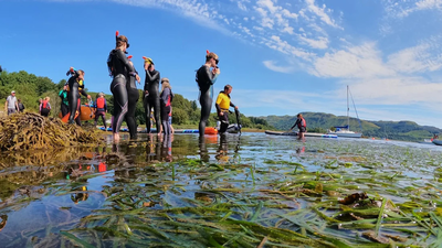 Britain's seagrass meadows were disappearing; a Scottish community transplanted mature shoots instead of seeds and achieved 97% survival