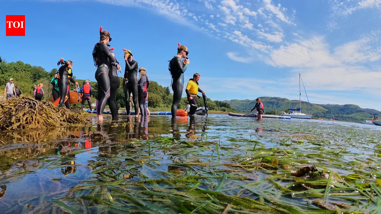 Scottish community revives seagrass meadows with 97% shoot survival