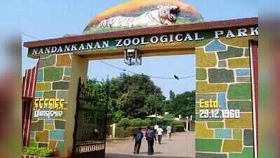 Nandankanan to get red kangaroos from Czech Republic zoo