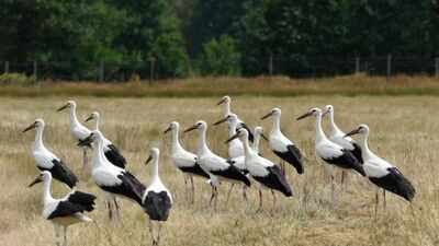 White storks vanished from Southern Sweden in the 1950s; a wetland revival now aims to support 100 breeding pairs