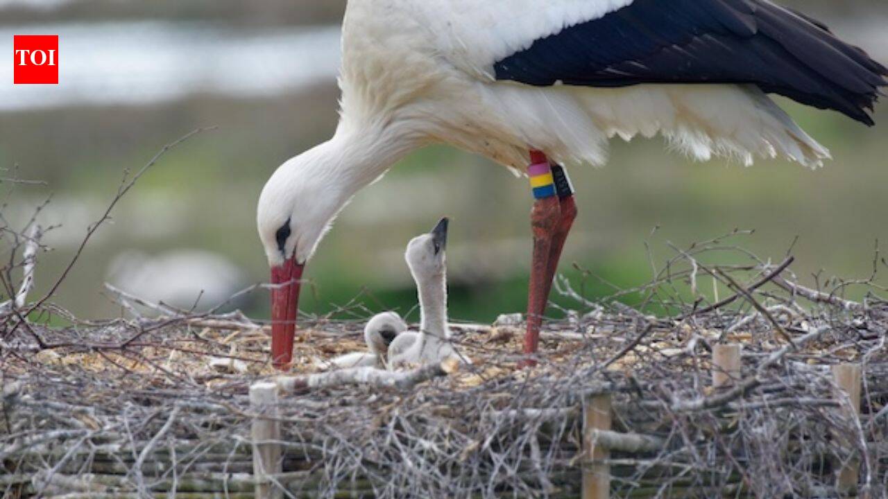 White storks vanished from Southern Sweden in the 1950s; a wetland revival now aims to support 100 breeding pairs