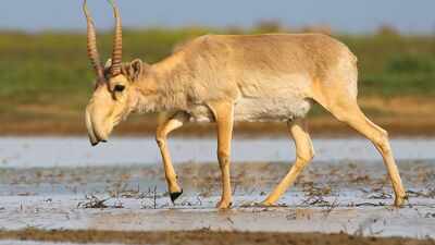 Kazakhstan lost 200,000 saigas in a devastating die-off in 2015; now the population has surged past 4.6 million creating tensions with the human population