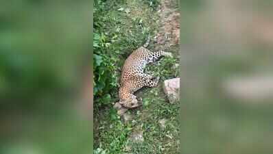 3-year-old leopard found dead in Aravalis, forensic probe ordered