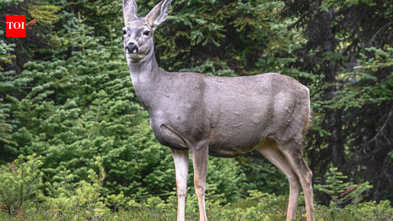 In the late 1920s, mule deer were brought to Catalina Island; now a judge has ordered for 2,000 of them to be culled