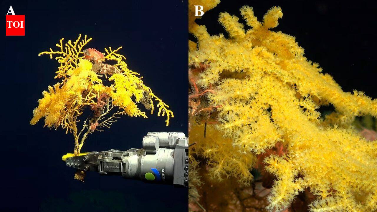 Golden Pacific coral was so strange scientists created a new family for it