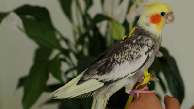 A Texas teenager started building birdhouses after losing his pet cockatiel; 5 years later, he has made 750 shelters and inspired a conservation movement across 20 states
