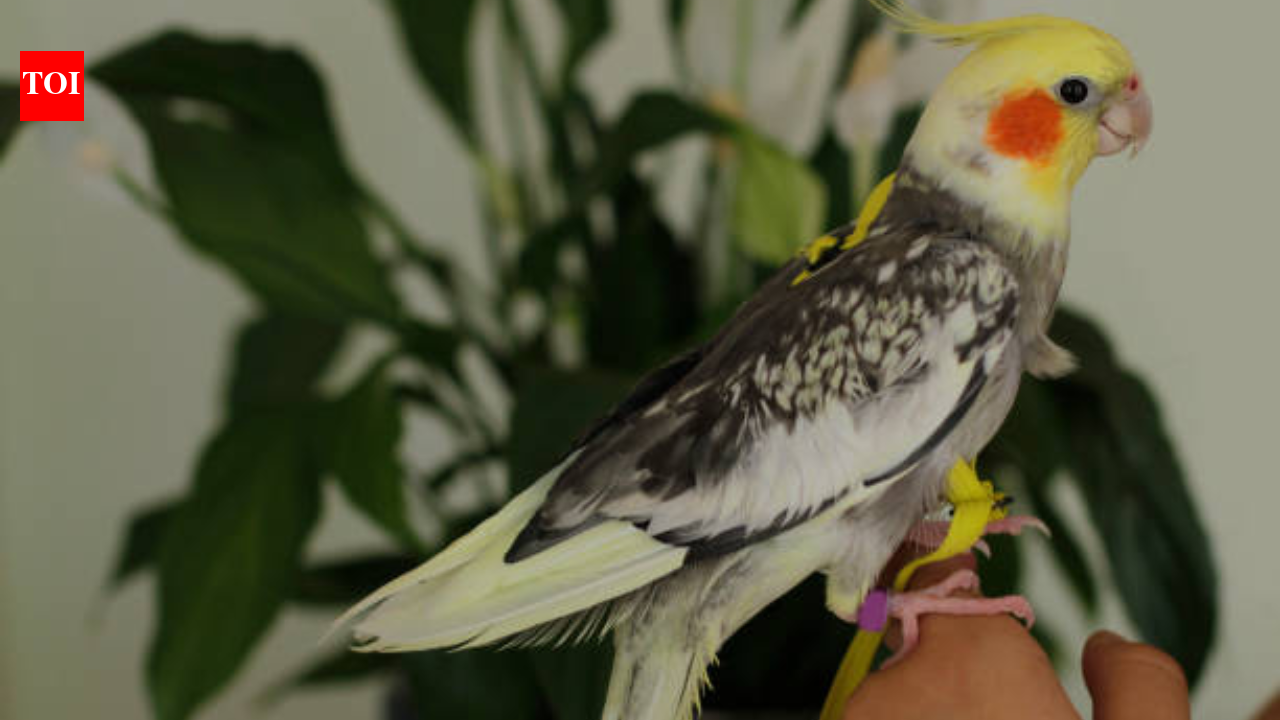 A Texas teenager started building birdhouses after losing his pet cockatiel; now he has inspired a conservation movement across 20 states