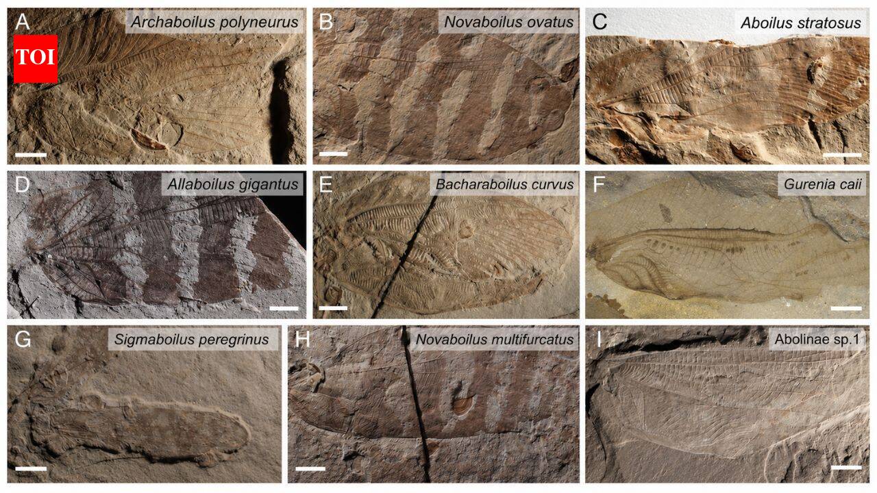 Meet Thorin Jonsson, the biologist who used 165-million-year-old insect wings to recreate the sounds of a Jurassic forest