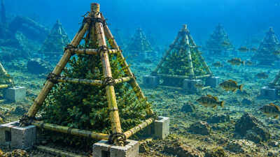 By 2022, a Georgia volunteer had spent six years building bamboo pyramids to shelter young fish; the wider lake program had added more than 3,500 recycled trees over 16 years