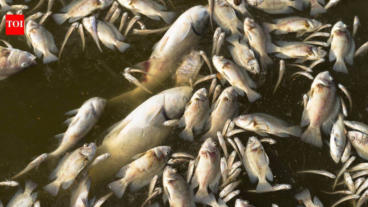 Seattle light rail linked to deaths of 2,000 fish in Lake Washington five months after opening