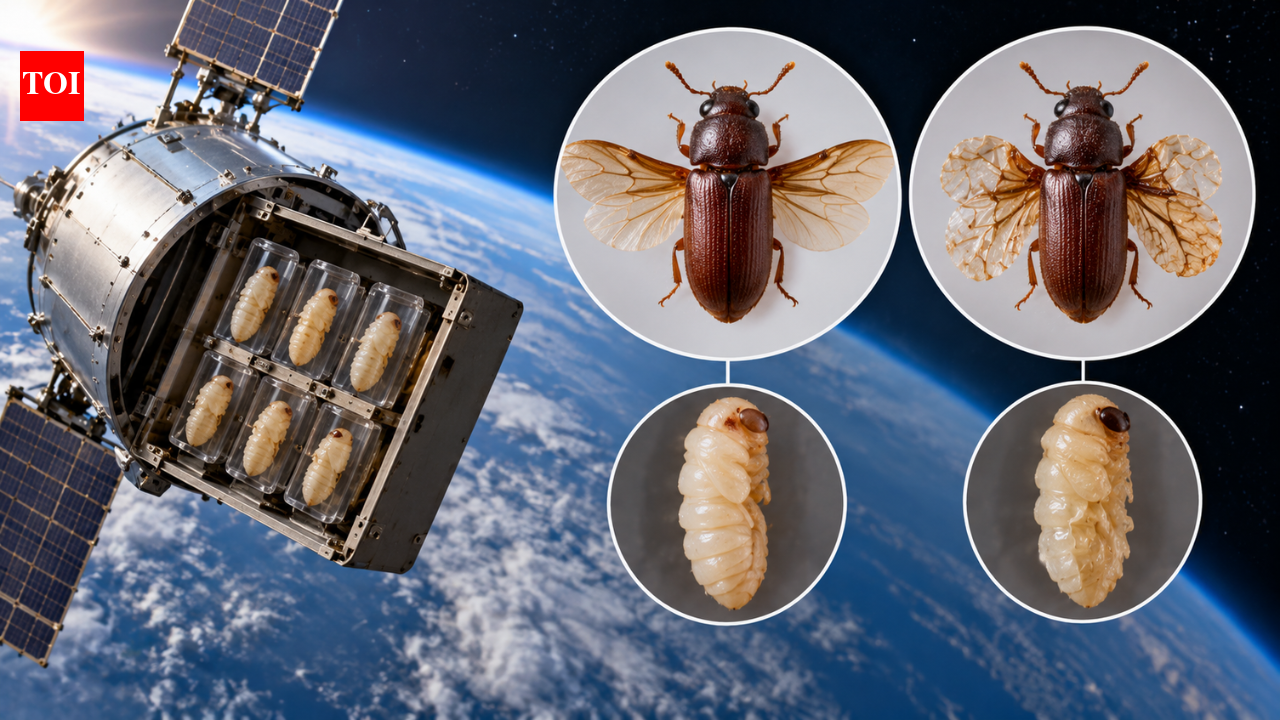 NASA 1967 Biosatellite II Data Shows Spaceflight Amplifies Radiation Malformations in Insects