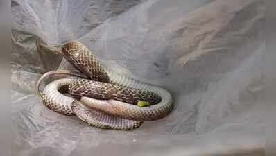 Snake-bitten watchman cycles to hospital carrying venomous snake in Mayurbhanj