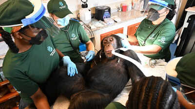 'Second chance': Chimps used in hepatitis B experiments get comprehensive health checks in Liberia