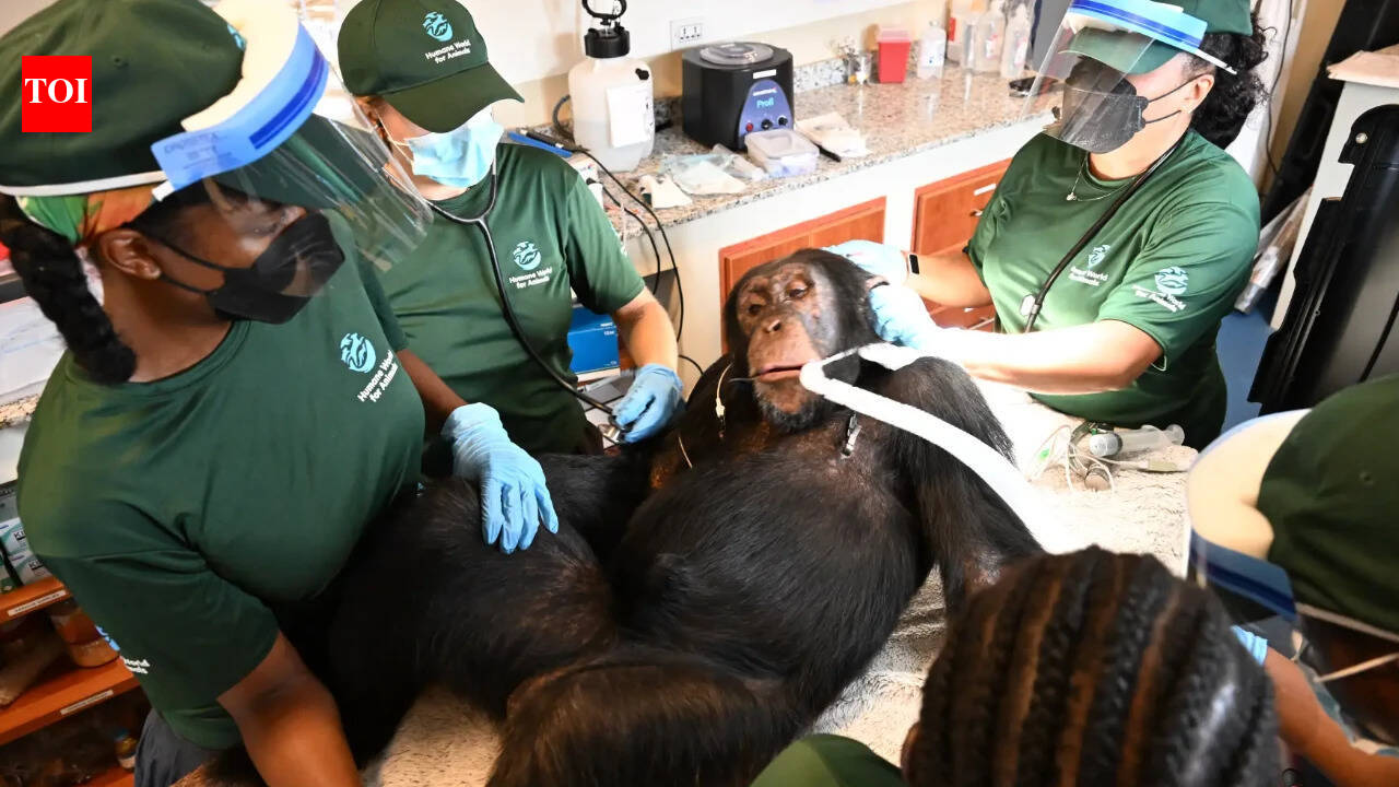 'Second chance': Chimps used in hepatitis B experiments get comprehensive health checks in Liberia