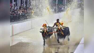 State to hold training camp for kambala jockey aspirants ahead of season