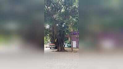‘Every tree matters’: Bengaluru’s HRBR Layout residents protest midnight felling of banyan