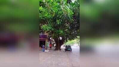 ‘Every tree matters’: Bengaluru’s HRBR Layout residents protest midnight felling of banyan