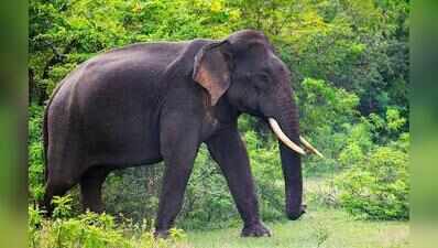 41 elephant corridors identified so far, TN govt informs HC