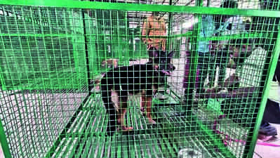 Ahmedabad: Neighbour’s German shepherd bites woman
