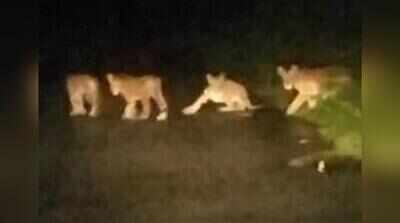 Tigress, three cubs bring traffic to a standstill on Katarniaghat road