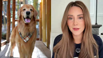 "We had to let him go": TikTok-famous golden retriever Tucker Budzyn dies at 8 after sudden complications from lymphoma