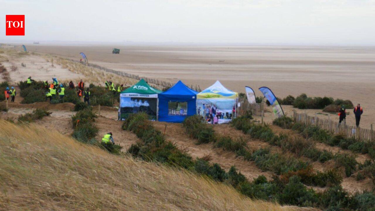 How discarded Christmas trees are being used to build dunes on a UK beach