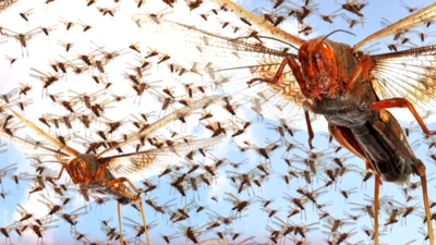 Hyderabad researchers develop new tool to pinpointtime of death by analysing insect images