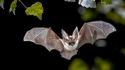 The secret behind the bat’s immunity: Here’s why they carry viruses but don’t get sick