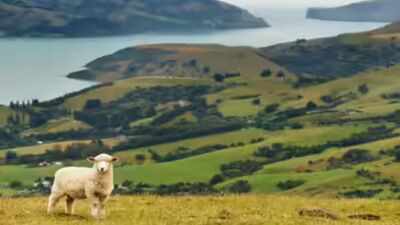 New Zealand home values hit three-year low as buyers remain cautious
