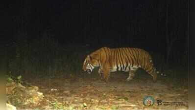 Buxa wants tigers back, but fear remains in forest fringes: Survey