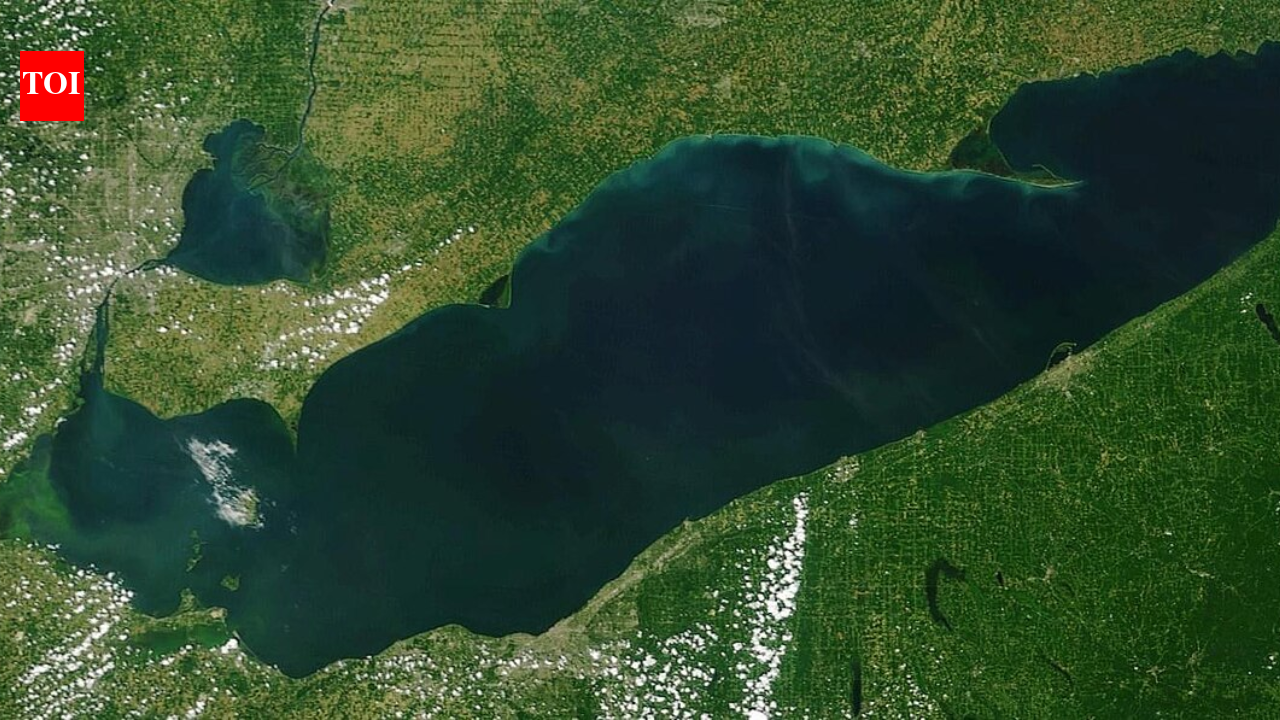 After a 25-acre Lake Erie wetland was reconnected, sonar recorded 3.44 million fish detections