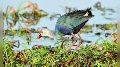 Native birds see record-high sightings at Pallikaranai