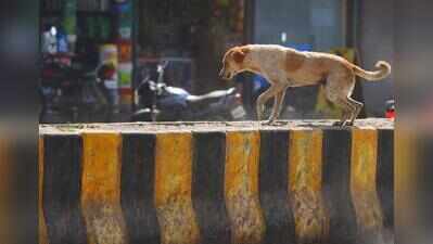 Over 60,000 stray dogs get anti-rabies shots, GCC targets 2 lakh