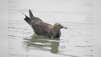 Jaladashyu pakhi, ‘pirate’ of the seas, makes a second appearance in Bengal