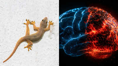 What if your ‘lizard brain’ never existed? Scientists challenge a 70-year-old theory and uncover the wiring battle that may have shaped human intelligence