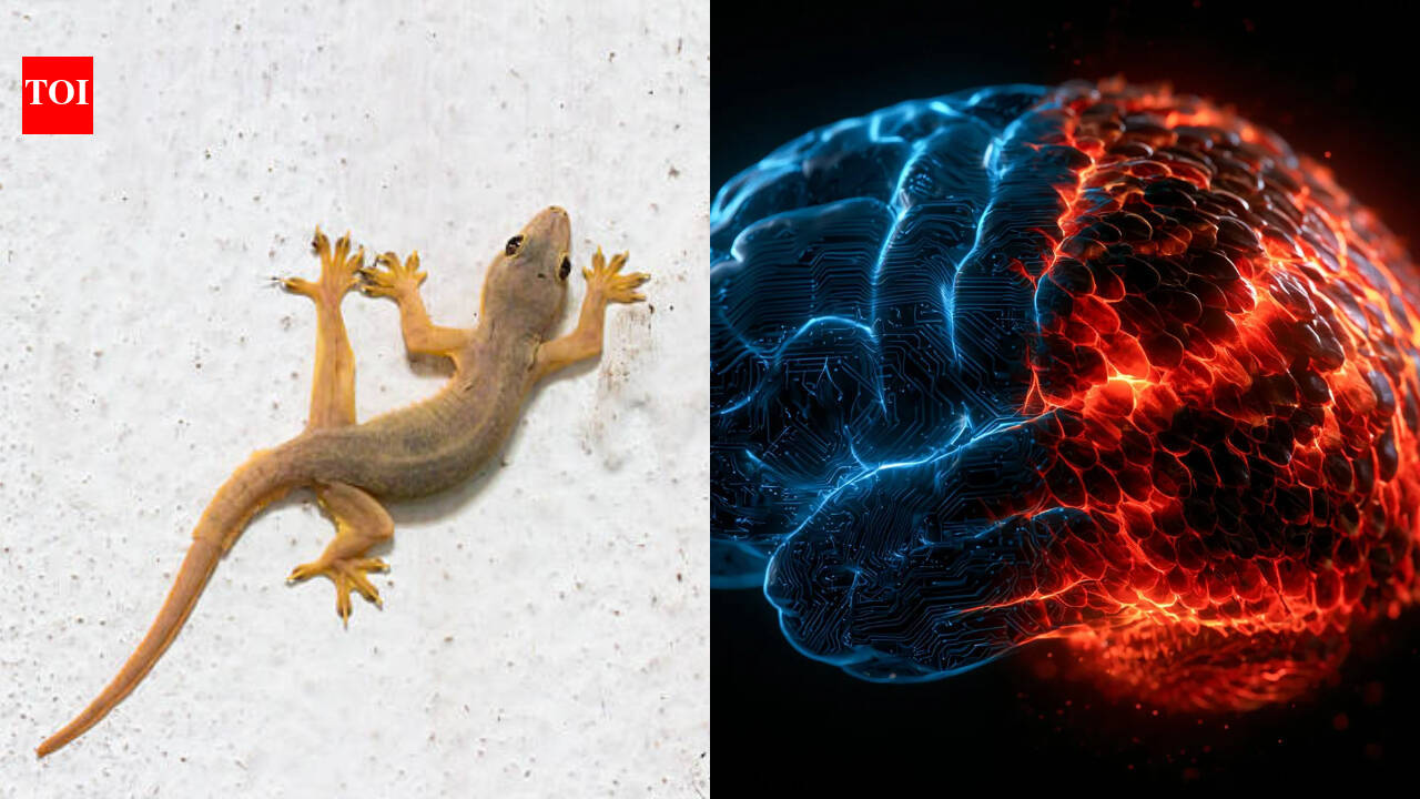 Scientists challenge 70-year-old ‘Lizard brain’ theory of human intelligence