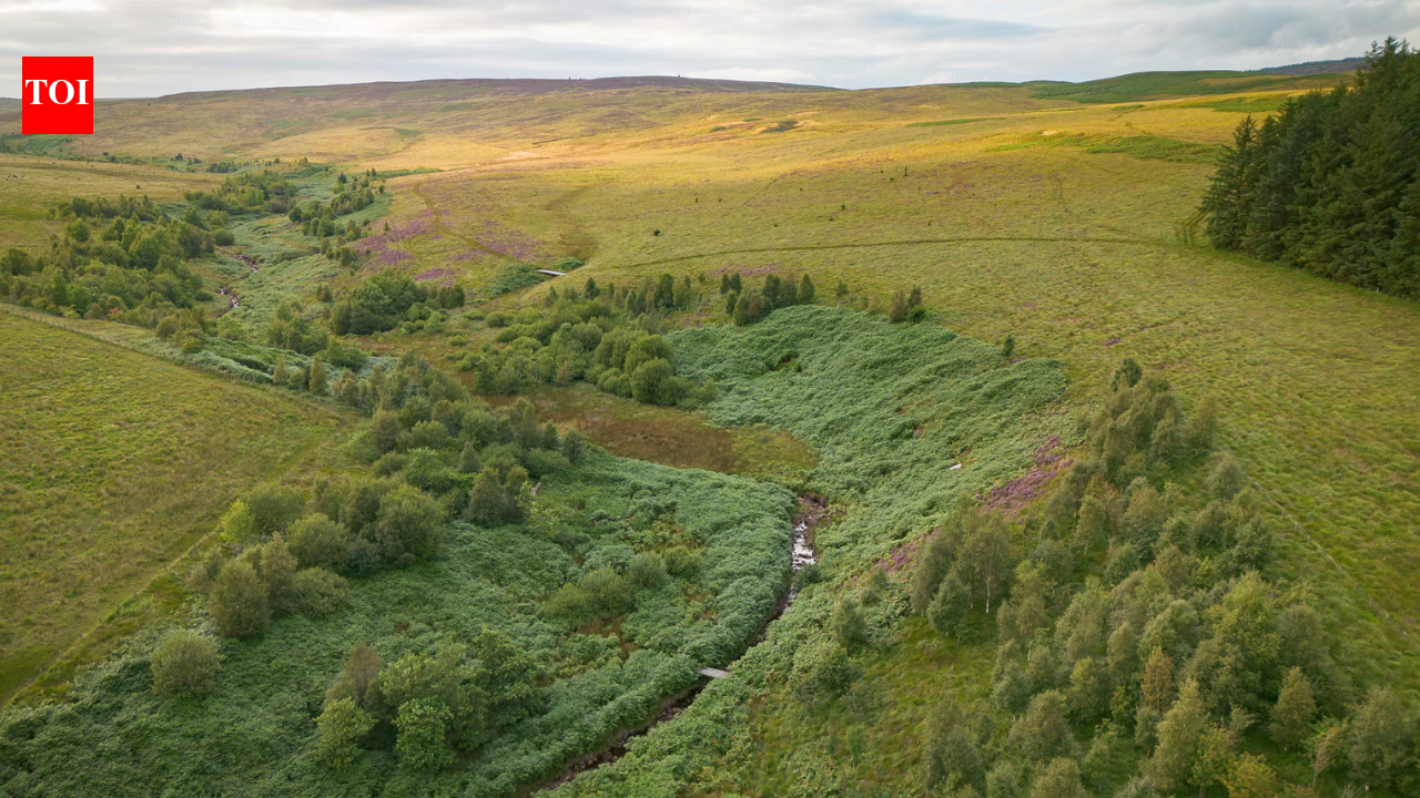 A company bought 7,500 acres of England for £8.5 million to create ‘Britain’s Yellowstone'